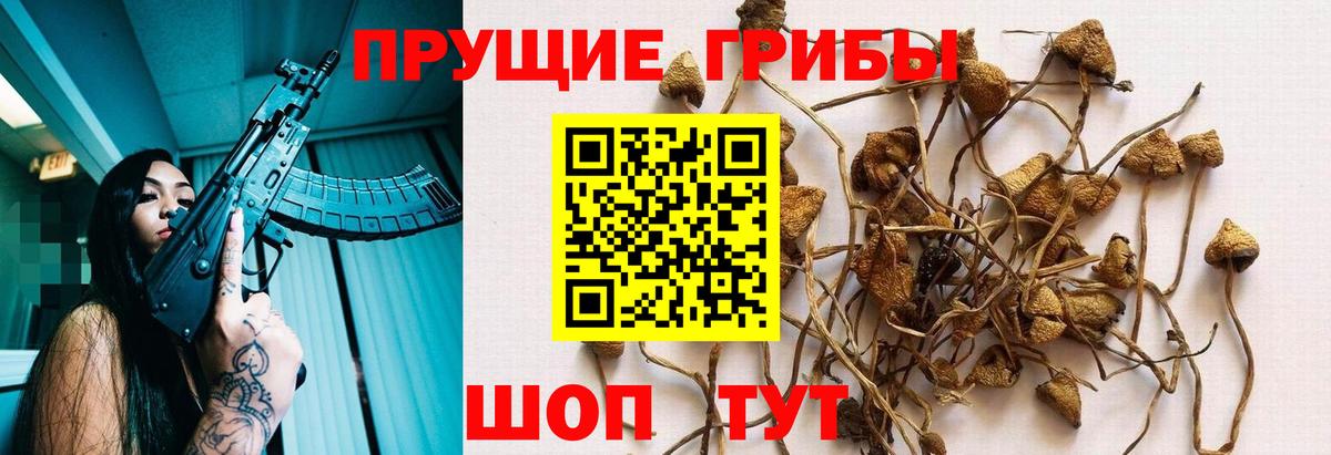 Галлюциногенные грибы Psilocybe Альметьевск